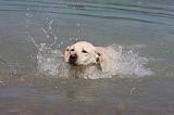 LABRADOR 1083